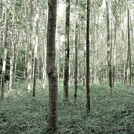 Wald