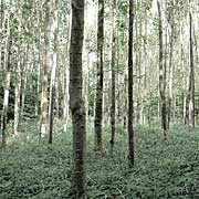 #tw002 Wald